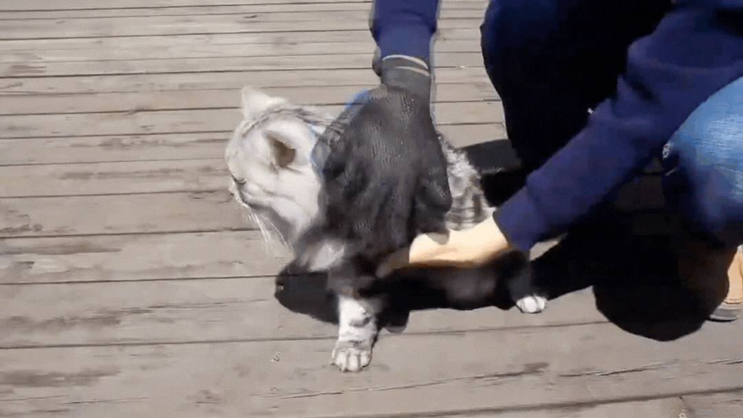 Petzure PurrfectPalm™ Self-Cleaning Grooming Glove